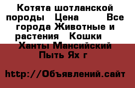 Котята шотланской породы › Цена ­ 40 - Все города Животные и растения » Кошки   . Ханты-Мансийский,Пыть-Ях г.